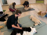 Dog Massages Academy