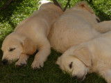 Sieste des chiots
