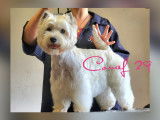 Épilation westie west highland white terrier