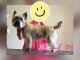 Épilation cairn terrier