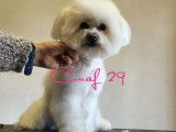 Coupe ciseaux sur bichon