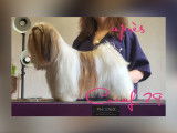 Toilettage shih tzu