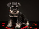 Centre Canin Des Ruisseaux