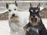 Centre Canin Des Ruisseaux