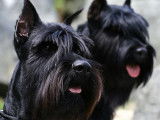 Centre Canin Des Ruisseaux