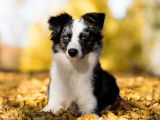Educanis