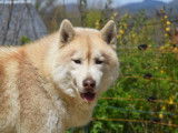 Du Puy Des Loups