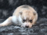 Du Puy Des Loups