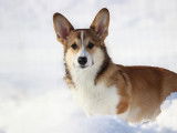 Corgilena