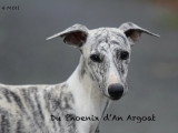 Du Phoenix d'An Argoat