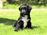 Azur Wings Kennel