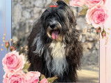 Azur Wings Kennel