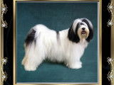 Azur Wings Kennel