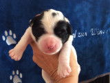 Azur Wings Kennel