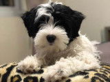 Azur Wings Kennel