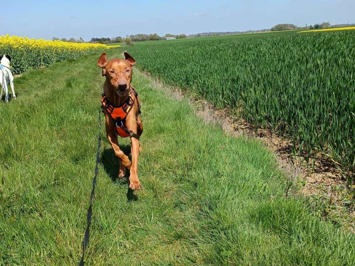 La patte bienveillante