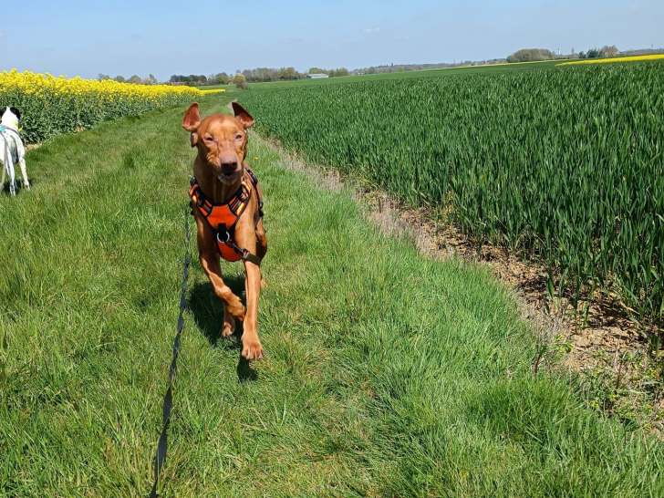 La patte bienveillante