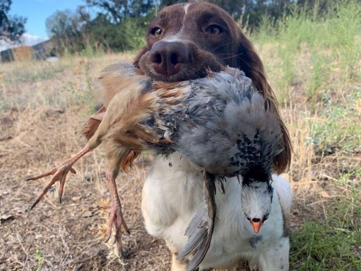 De La For&ecirc;t Du Melu