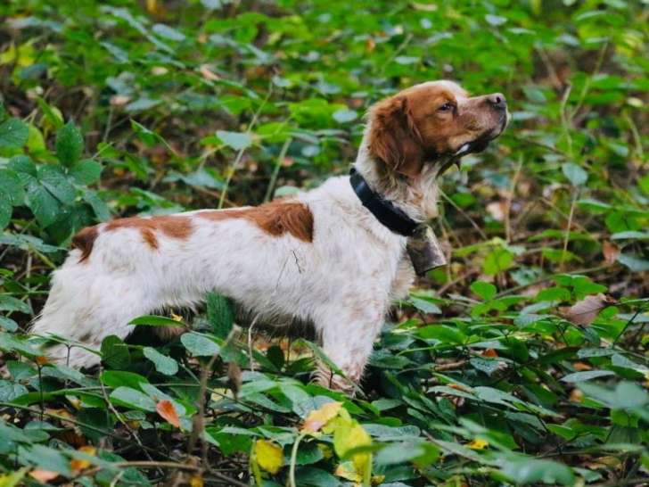 De La Forêt Du Melu