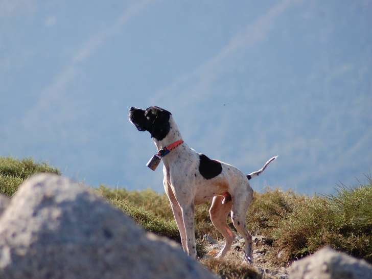 De La Forêt Du Melu