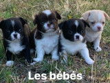Du Haras De L'Espinette