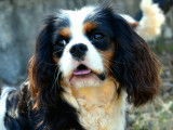 Love Cavalier King Charles