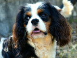 Love Cavalier King Charles