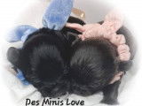 Des Minis Love