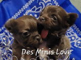 Des Minis Love
