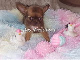 Des Minis Love