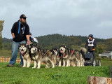 Malamute en attelage
