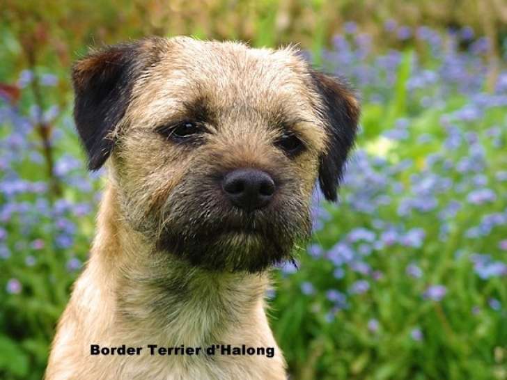 D'Halong - Border Terrier