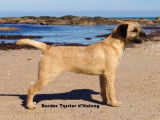 D'Halong - Border Terrier