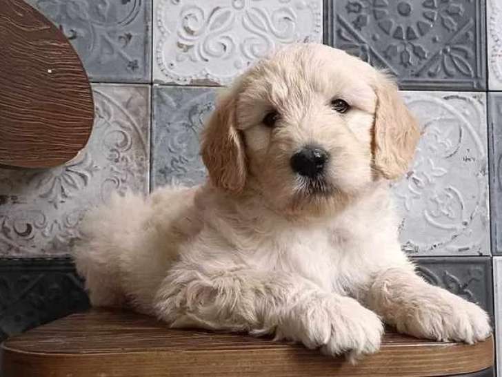 De La Villa Des Truffes D'Or