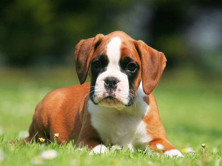 Le Chenil De Savigneux