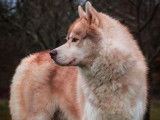 Of Kolyma Wolves