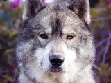 Of Kolyma Wolves