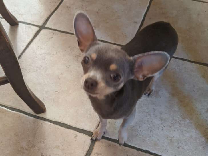 Cookie Chihuahua de 2 ans qui avait peur des autres chiens