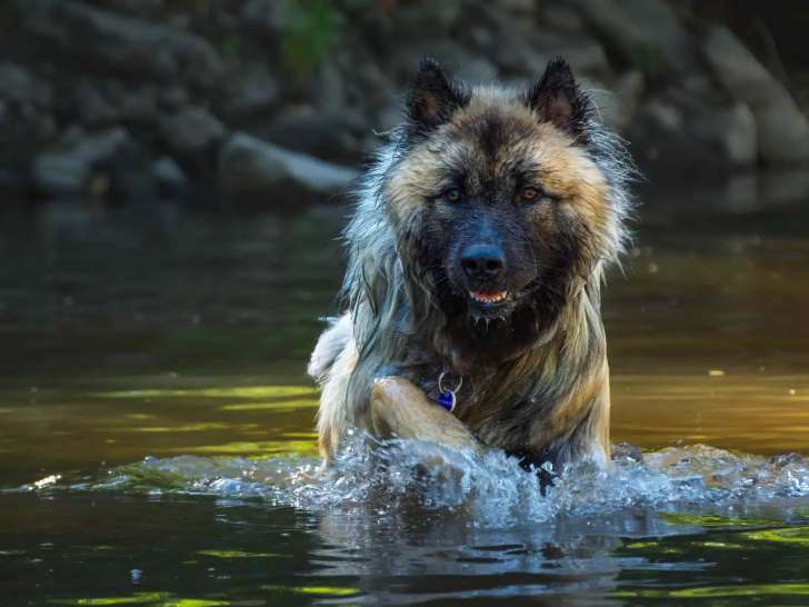 Chien et Vous