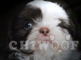 Chiwoof