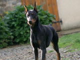 Keyala - Wot A Thriller Dobermanns & Pinschers