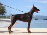 Keyala - Wot A Thriller Dobermanns & Pinschers