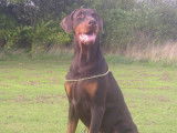 Keyala - Wot A Thriller Dobermanns & Pinschers