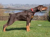 Keyala - Wot A Thriller Dobermanns & Pinschers