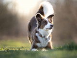 Felidog