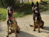 La Compagnie Du Malinois