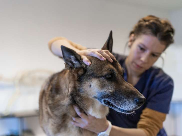 Ostéo Animal'Care