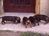 De La Combe Murat