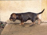 De La Combe Murat