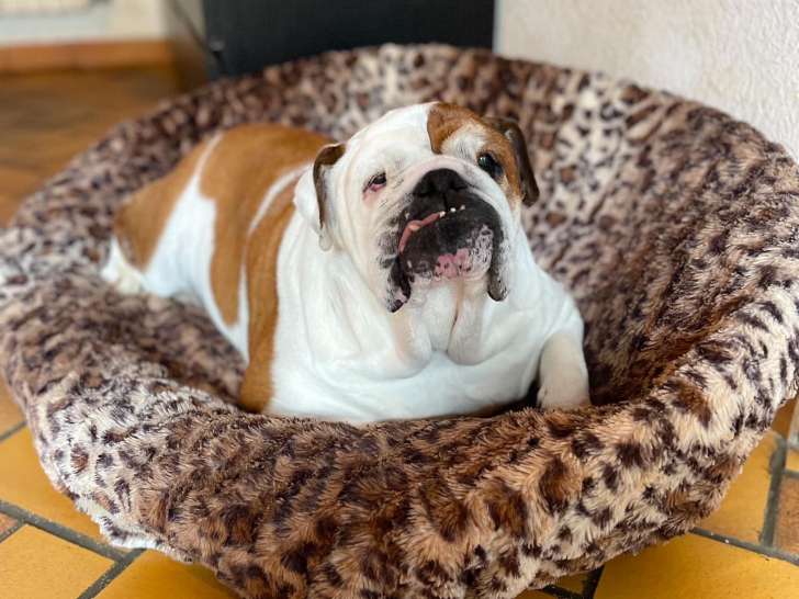 Myally Bulldog